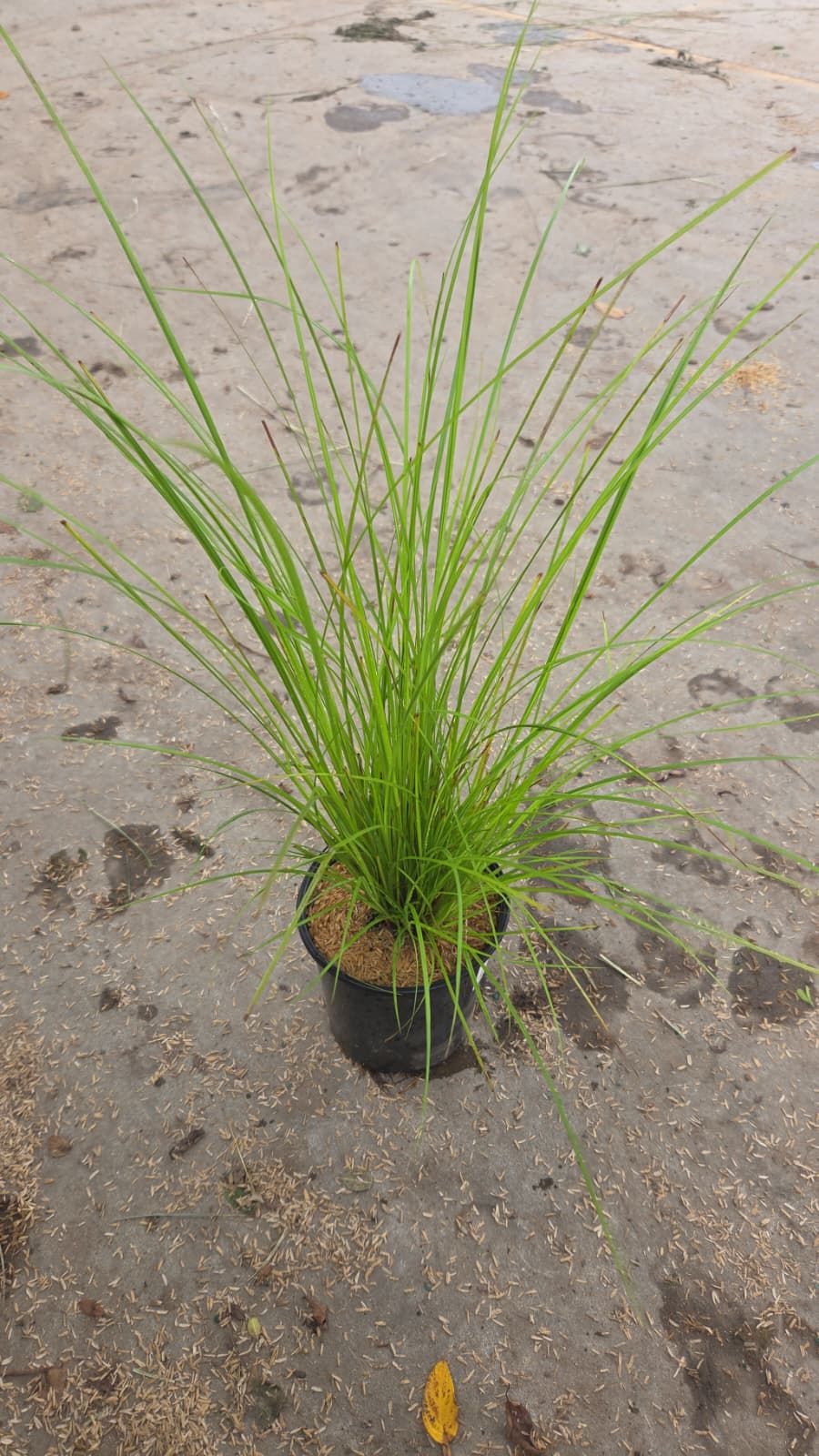 Tussock Sedge (Carex stricta)