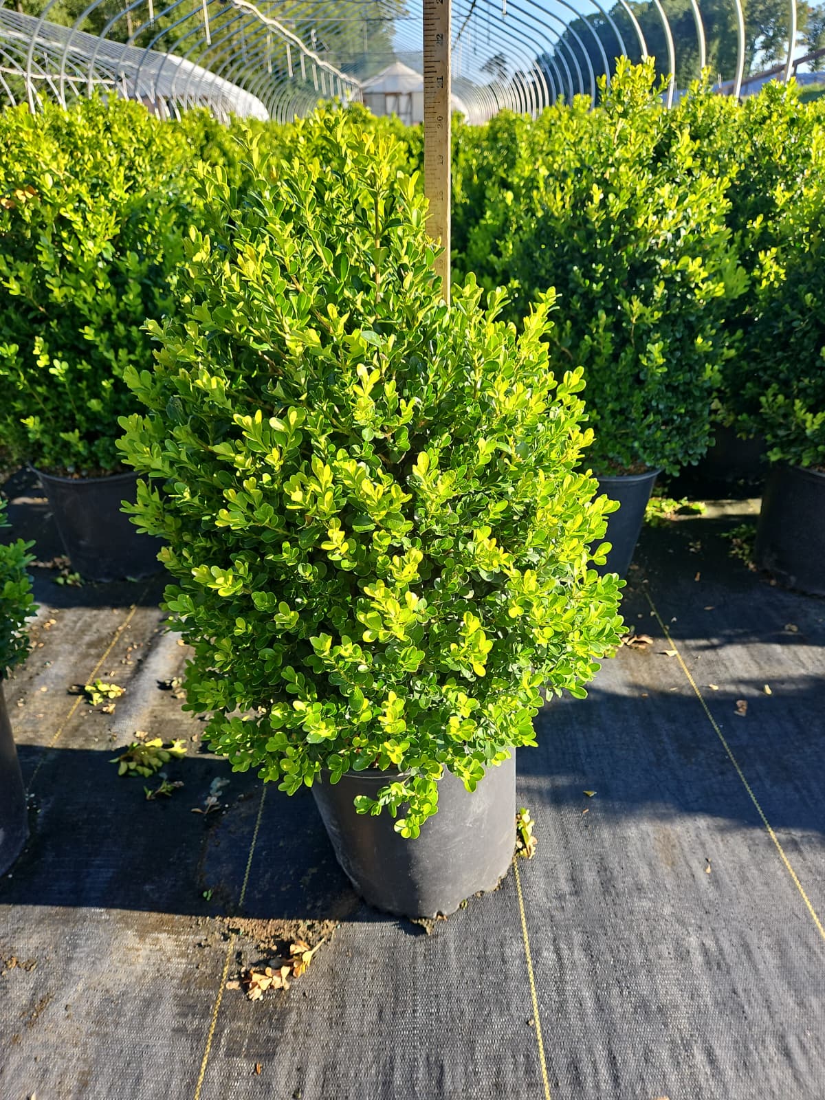 Cranberry Creek Boxwood (Buxus 'Cranberry Creek')