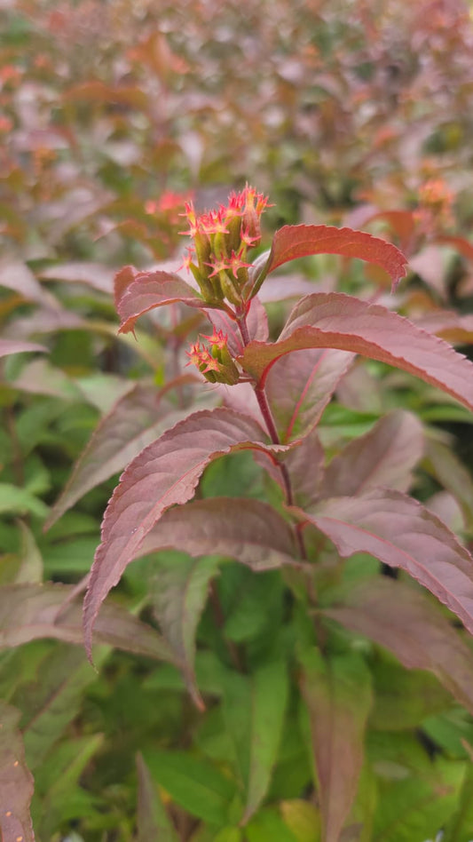 Ru-Bee Wren Bush Honeysuckle - photo 2