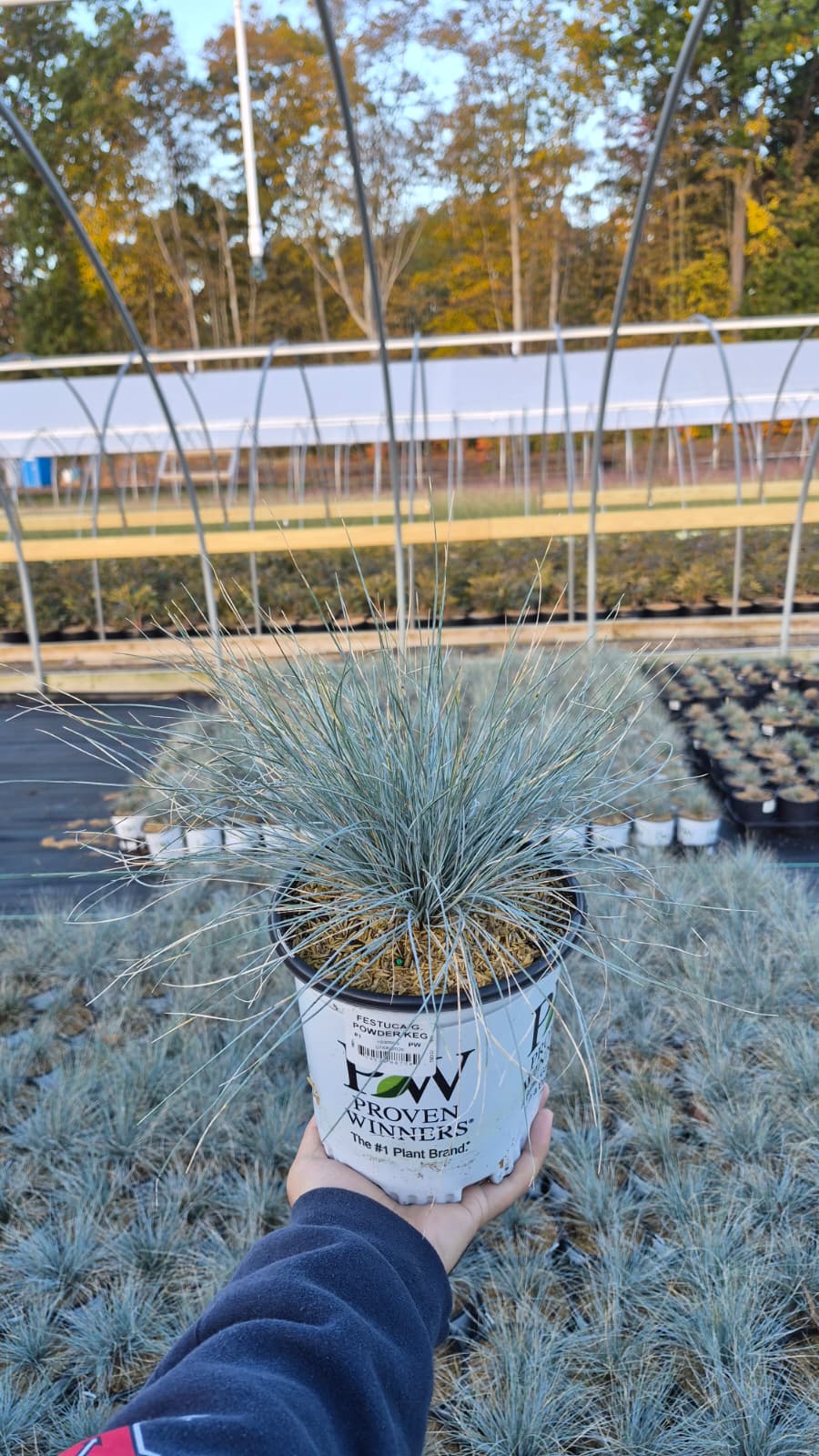 Powder Keg | Blue Fescue