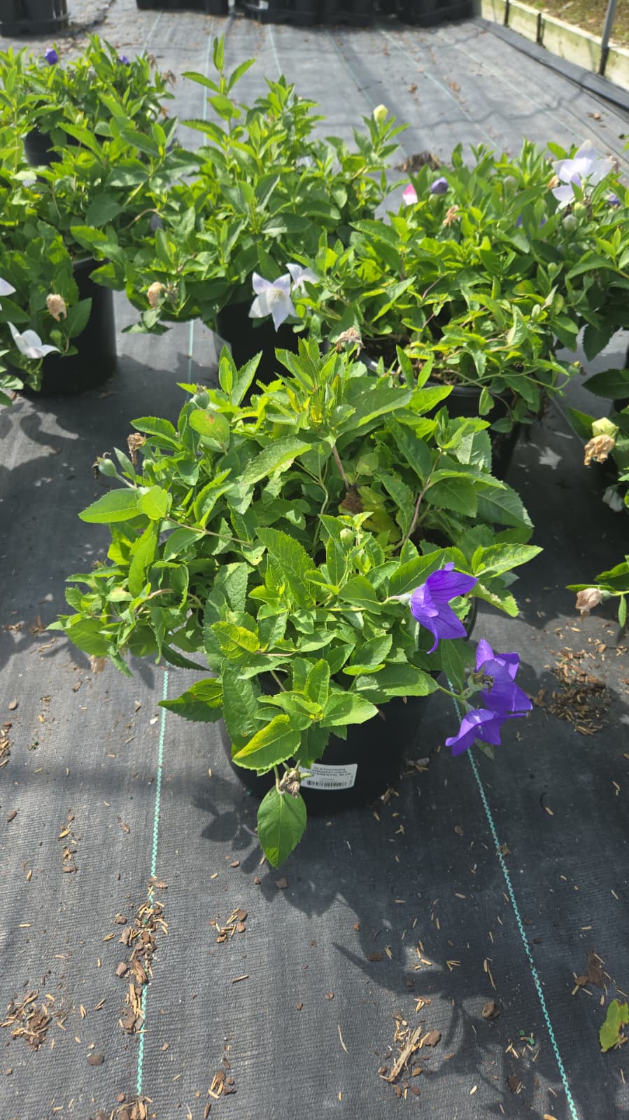 Sentimental Blue Balloon Flower - photo 3