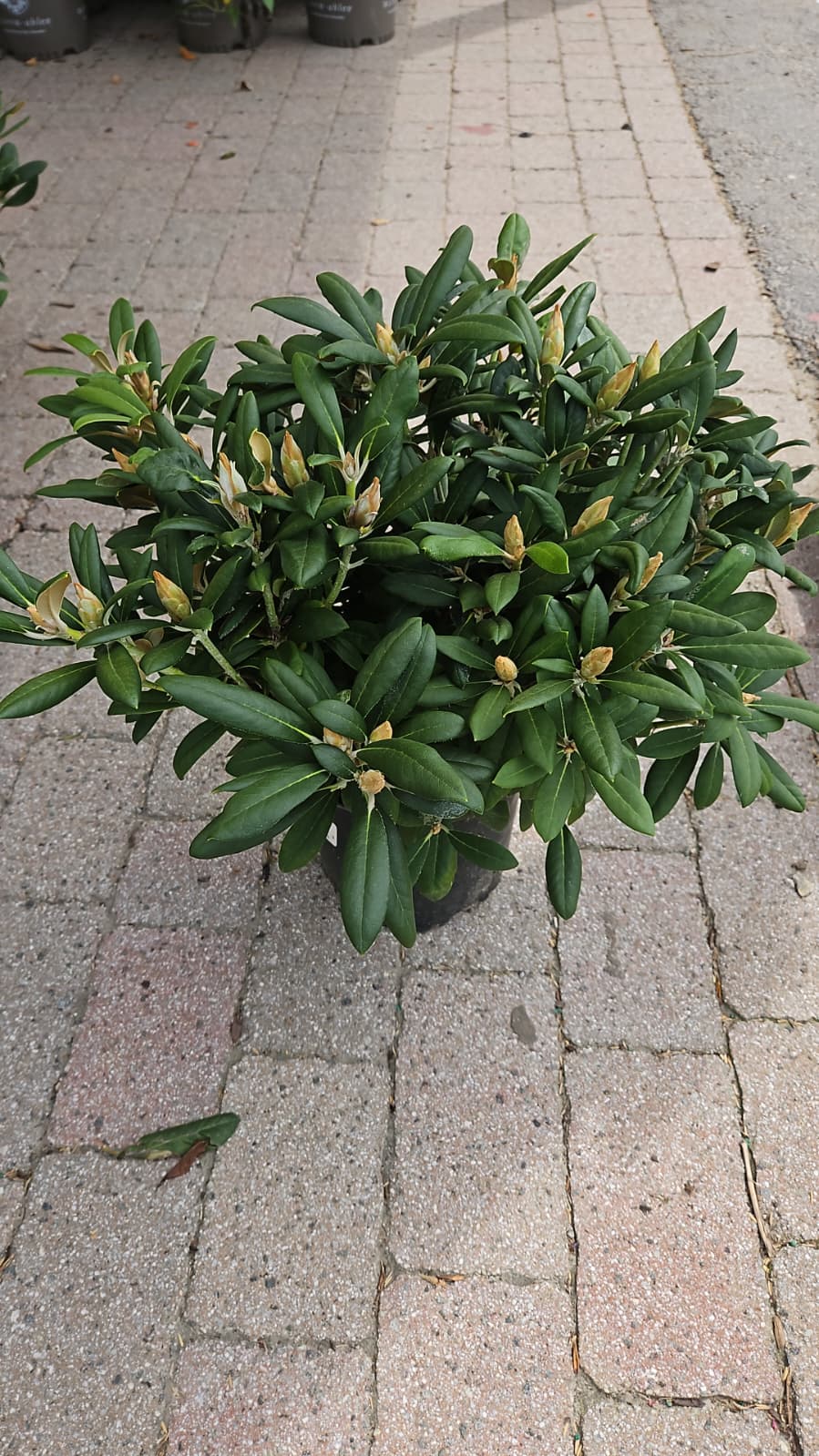 Yak Princess | Rhododendron