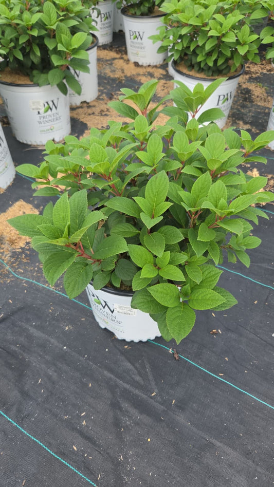 Little Quick Fire® | Panical Hydrangea