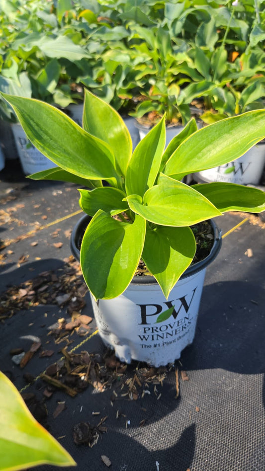 Shadowland® Wu-La-La Hosta - photo 2