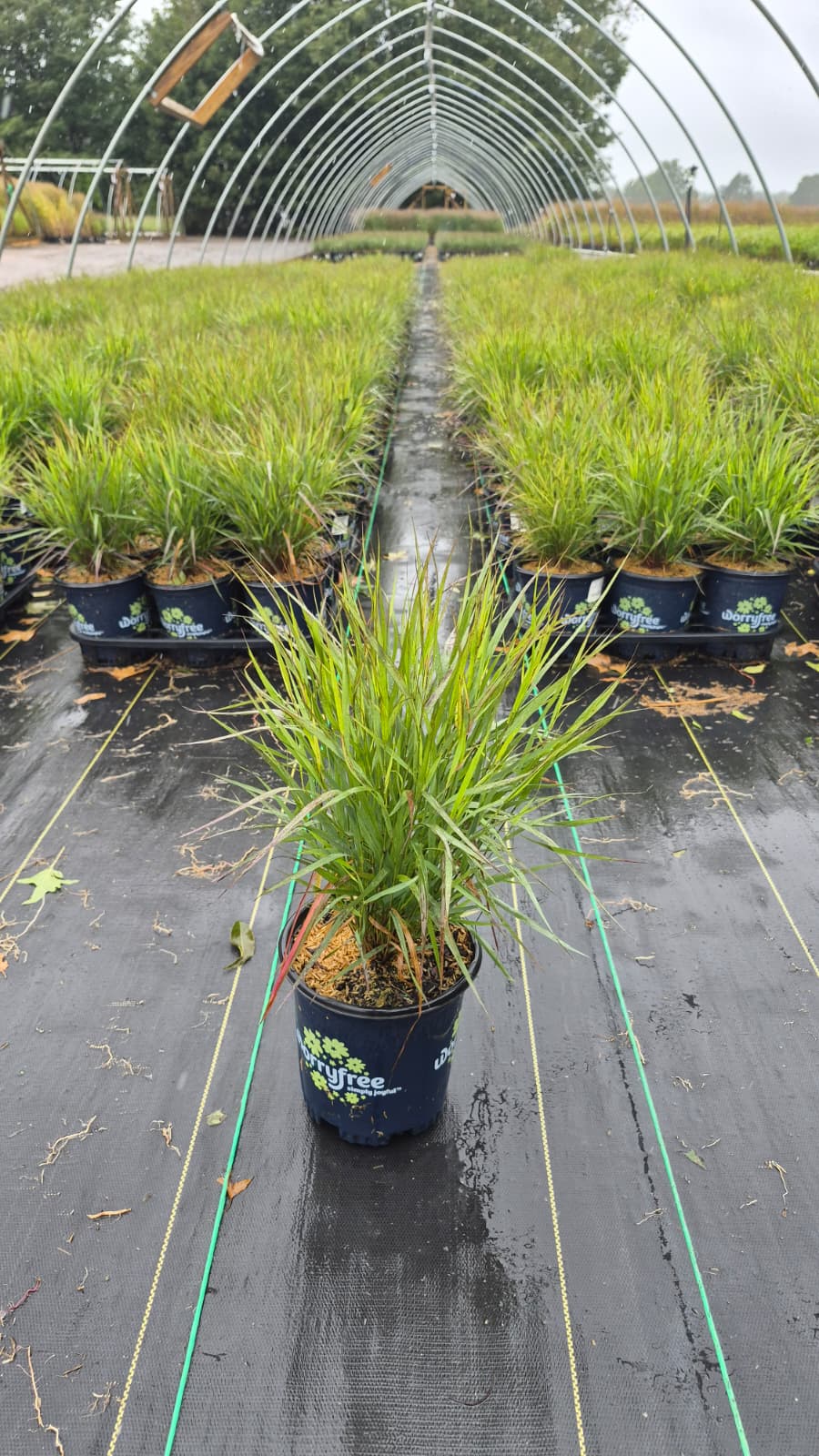 Dream Catcher® Smoky Rose® Switch Grass (Panicum Dream Catcher® Smoky Rose®)