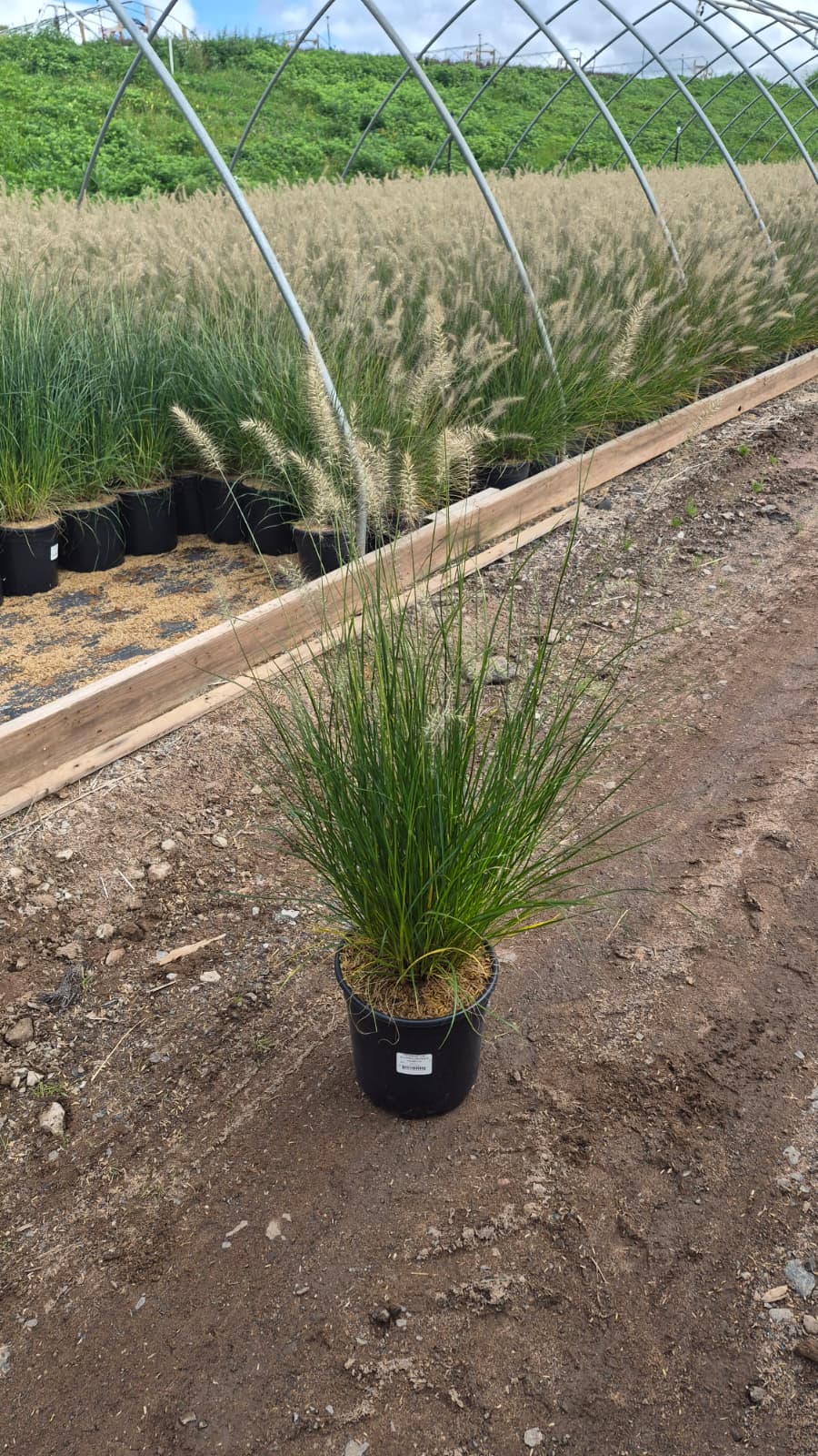 Hameln Fountain Grass - photo 2