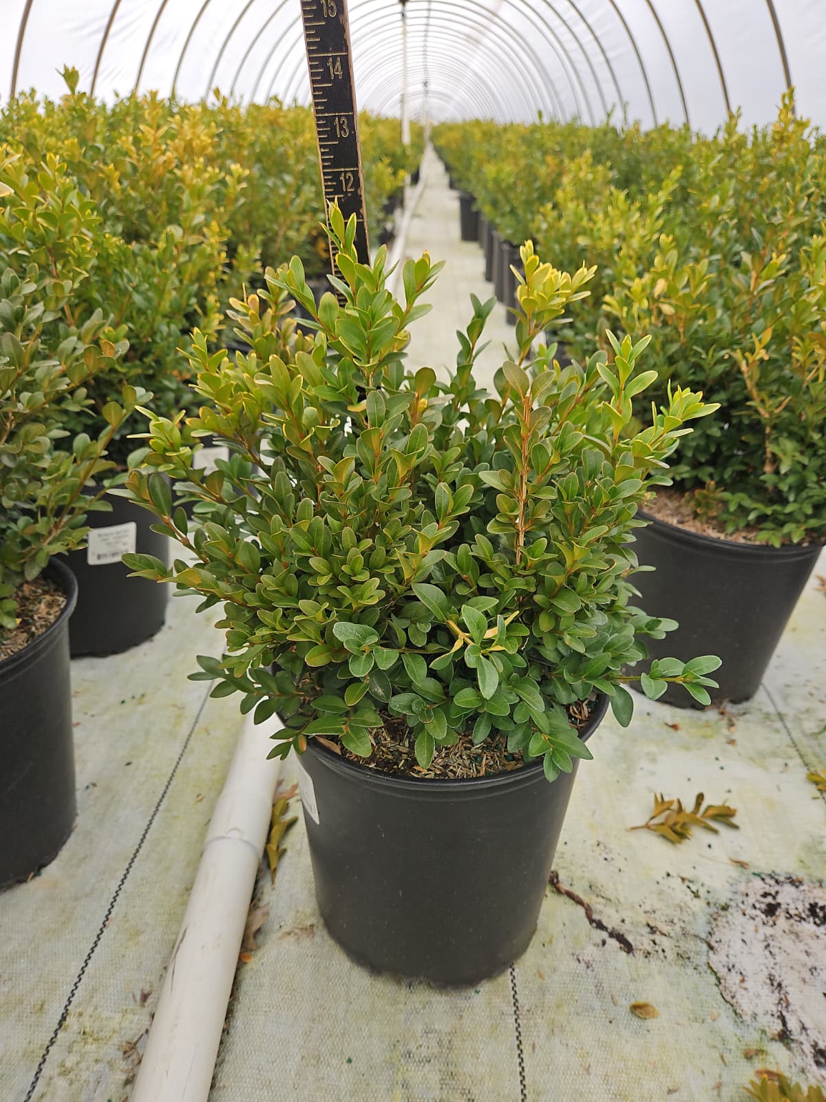 Green Velvet | Boxwood