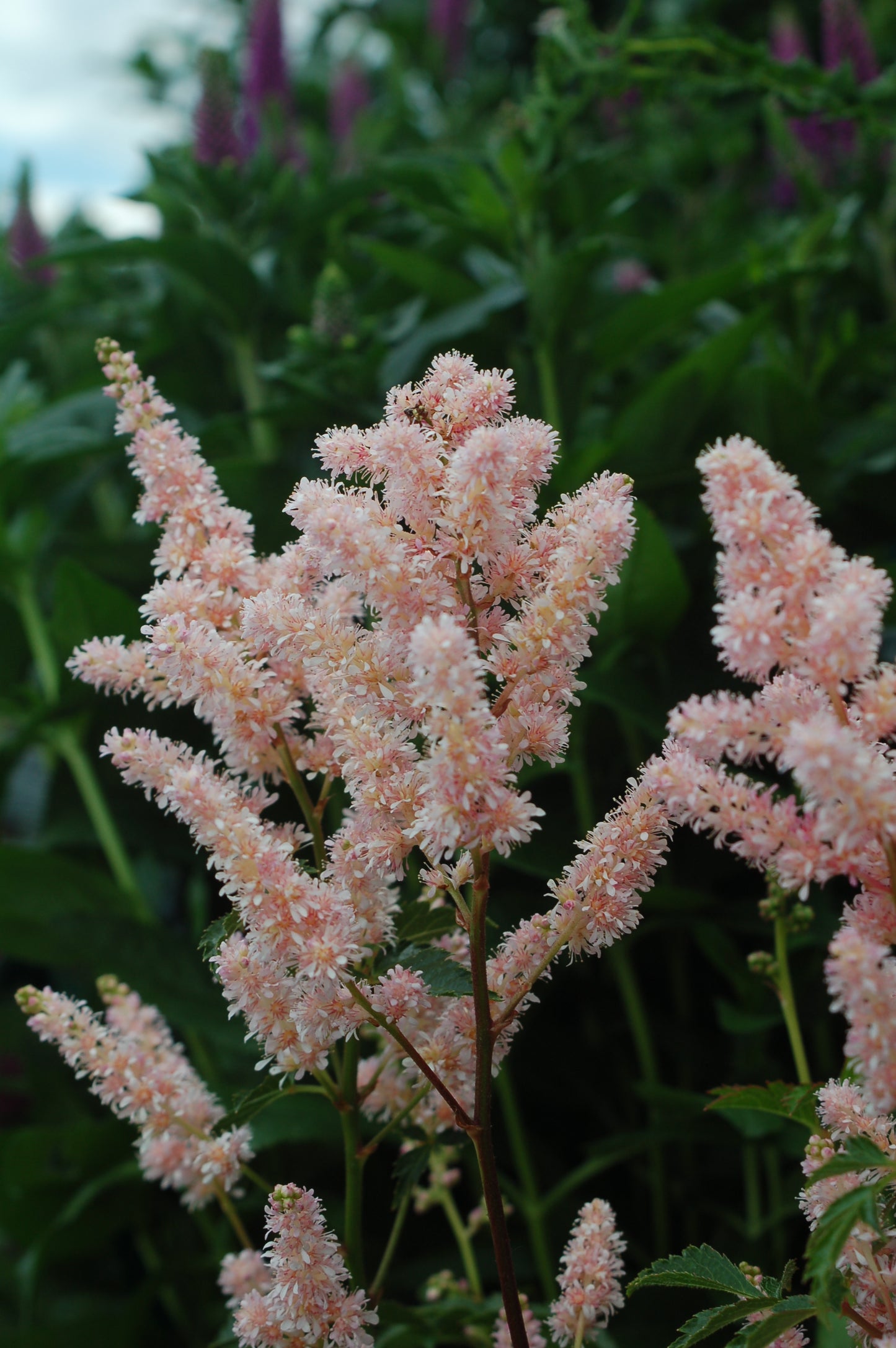 Peach Blossom | Astilbe