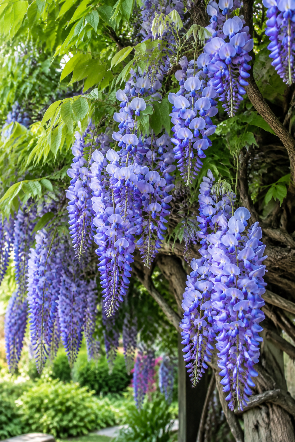 Blue Moon Wisteria (Wisteria macrostachya 'Blue Moon')