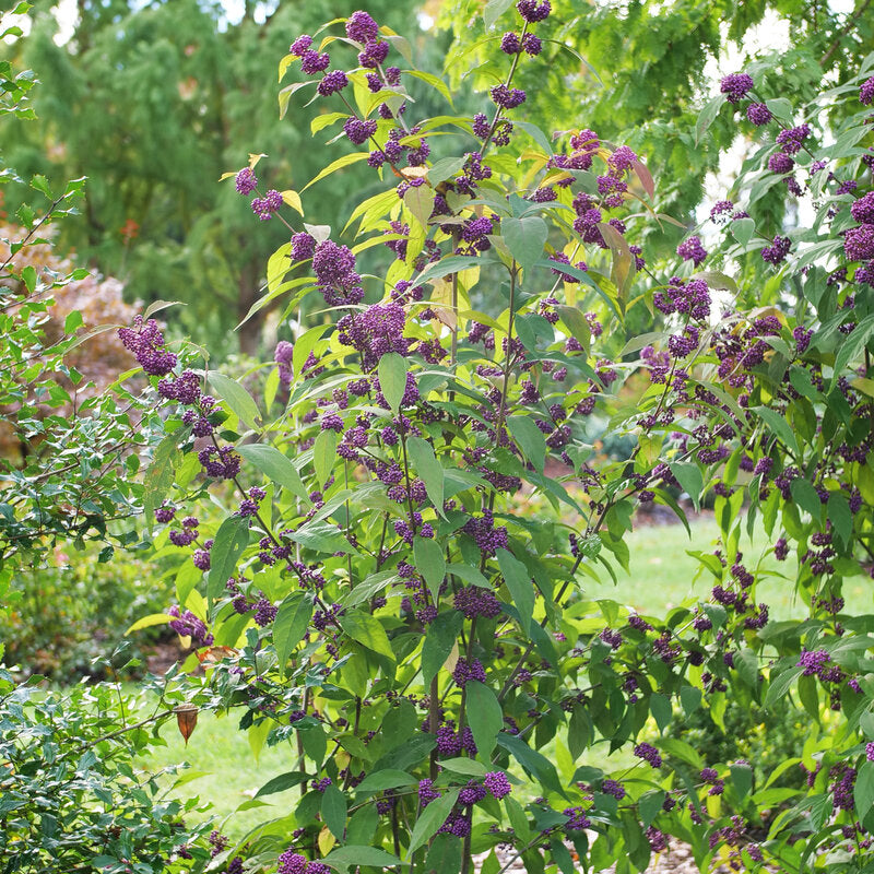 Bubble Up® Beautyberry - photo 3