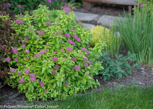 Double Play® Gold Spirea - photo 2