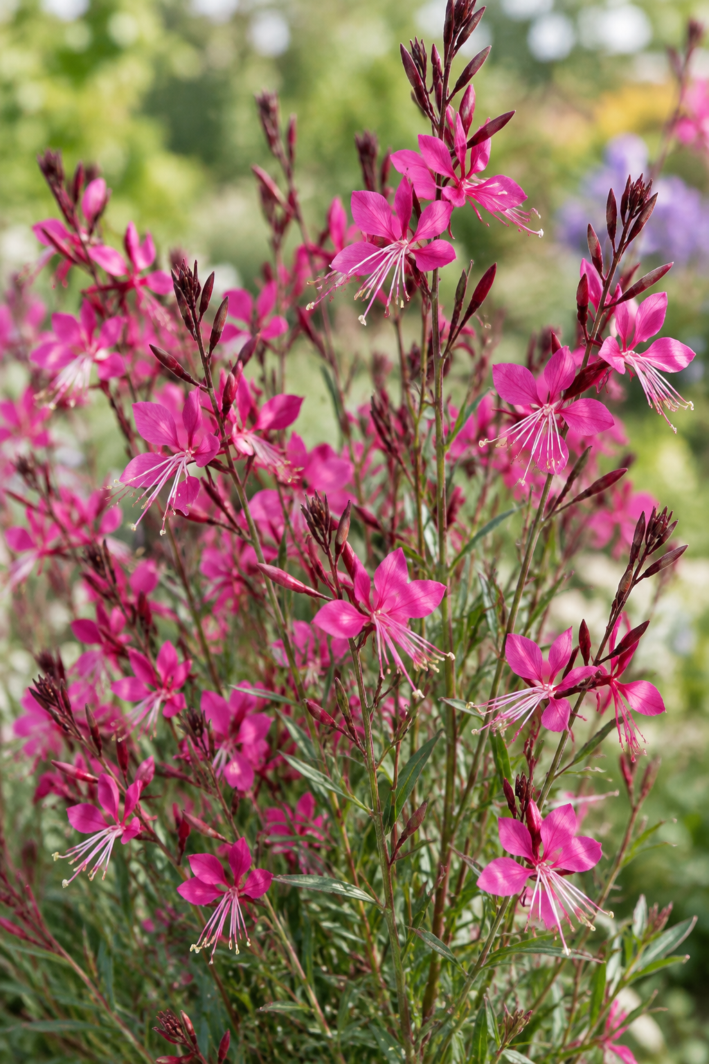 Belleza® Dark Pink Beeblossom (Gaura lindheimeri belleza® dark pink)