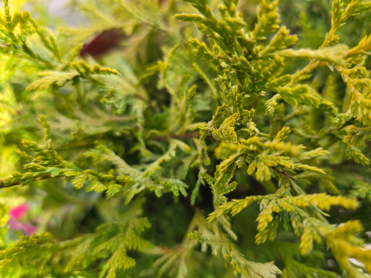 Vintage Gold | False Cypress