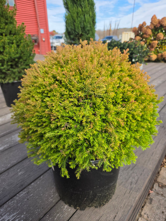 Fire Chief™ | Arborvitae