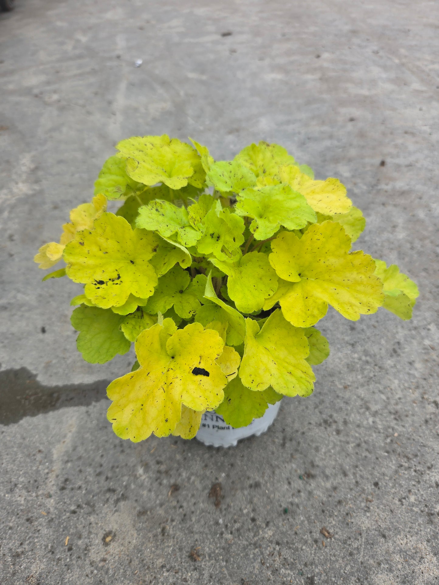 Primo Pistachio Ambrosia | Coral Bells
