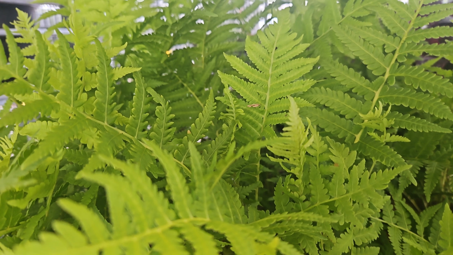 Ostrich Fern