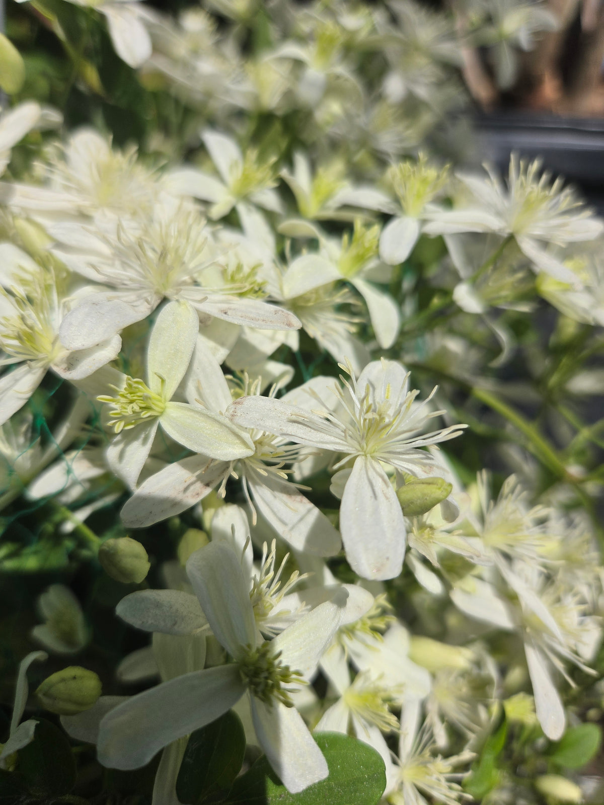 Sweet Autumn Clematis - photo 3