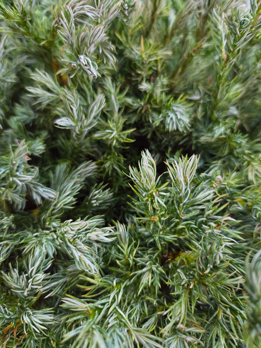 True Blue False Cypress - photo 2