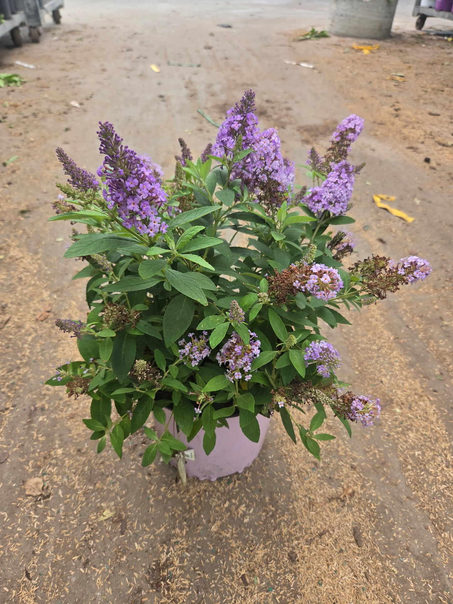 Butterfly Candy Lil Lavender | Butterfly Bush
