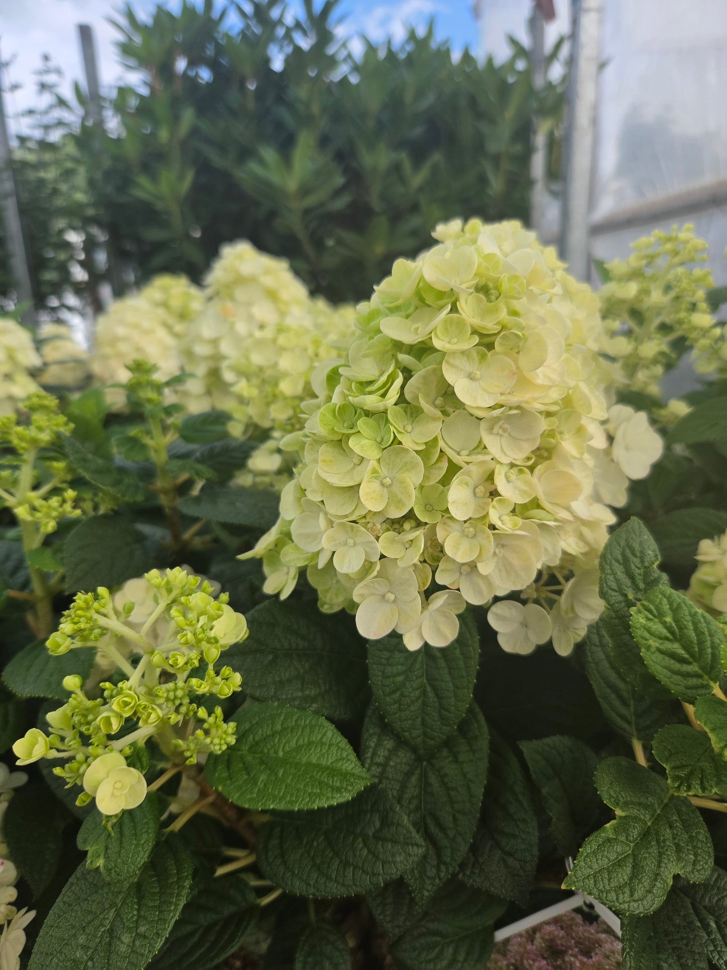 Tiny Quick Fire® | Panical Hydrangea
