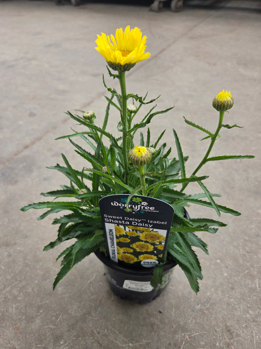 Sweet Daisy® Izabel Shasta Daisy - photo 2