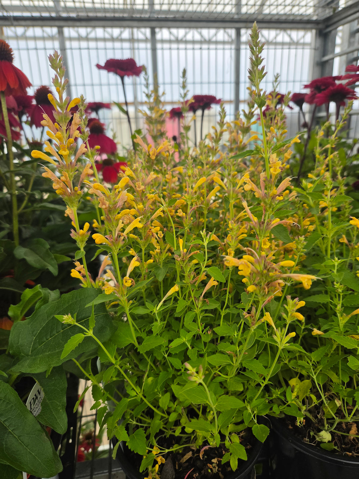 Kudos Yellow Hyssop - photo 3