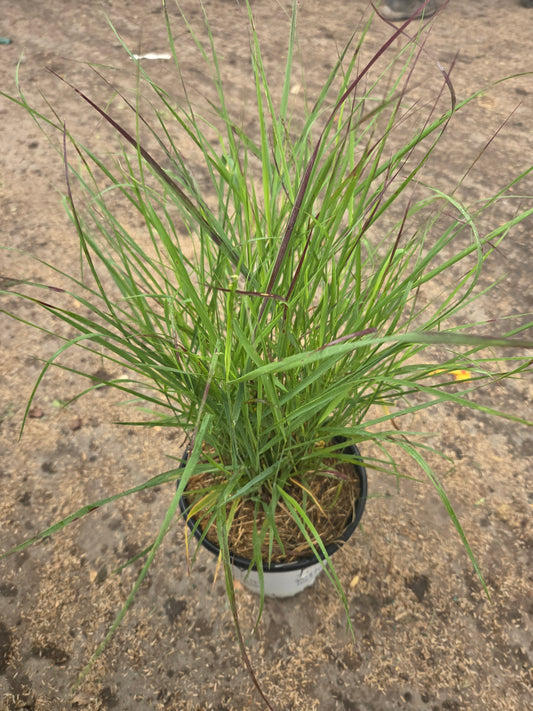 Prairie Winds® Cheyenne Sky Switch Grass - photo 2