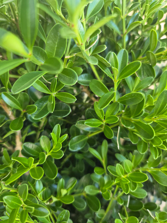 Better Boxwood® Skylight™ | Boxwood