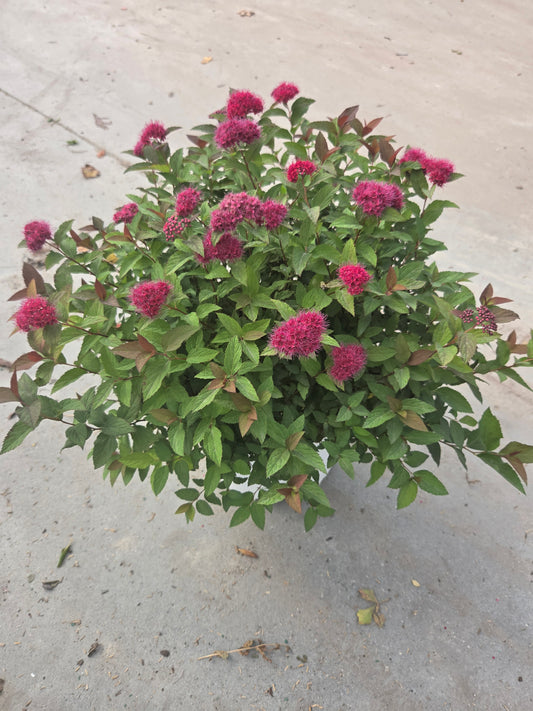 Double Play® Doozie™ Spirea - photo 2