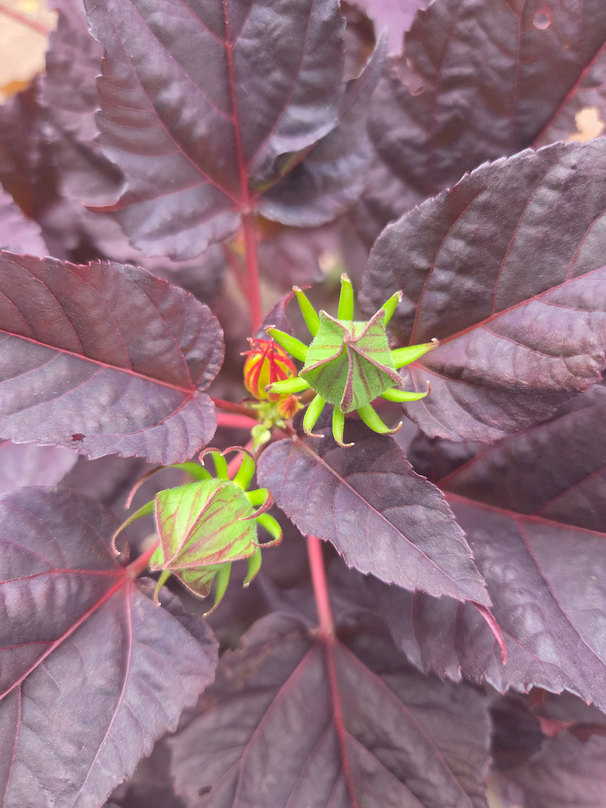 Summerific® Edge of Night | Hardy Hibiscus