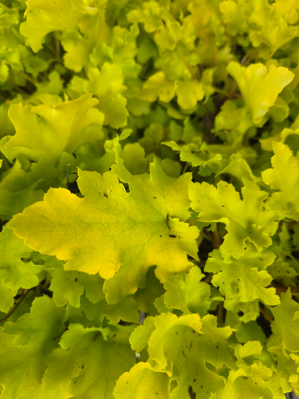 Lime Marmalade Coral Bells (Heuchera 'Lime Marmalade')