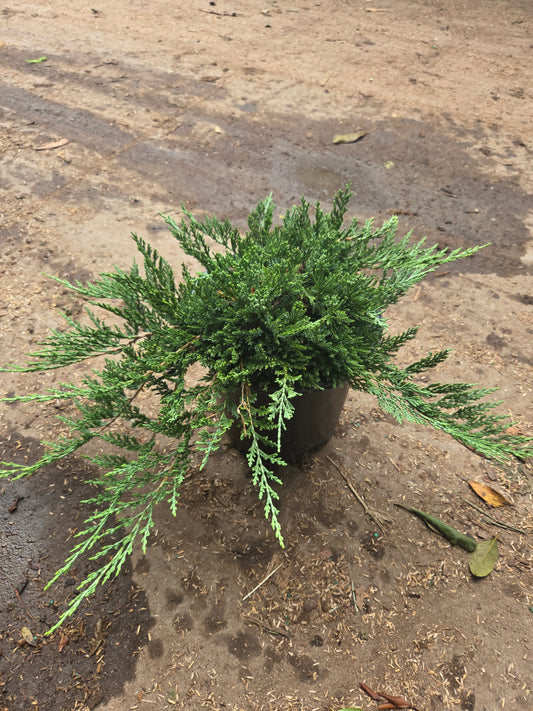 Wiltoni Juniper - photo 2