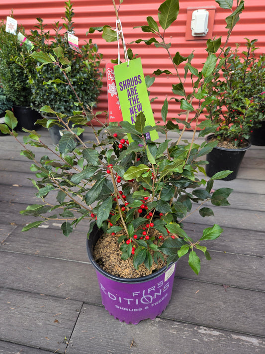 Wildfire | Winterberry