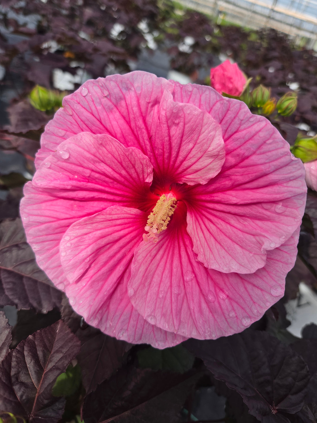 Summerific® Edge of Night Hardy Hibiscus - photo 2