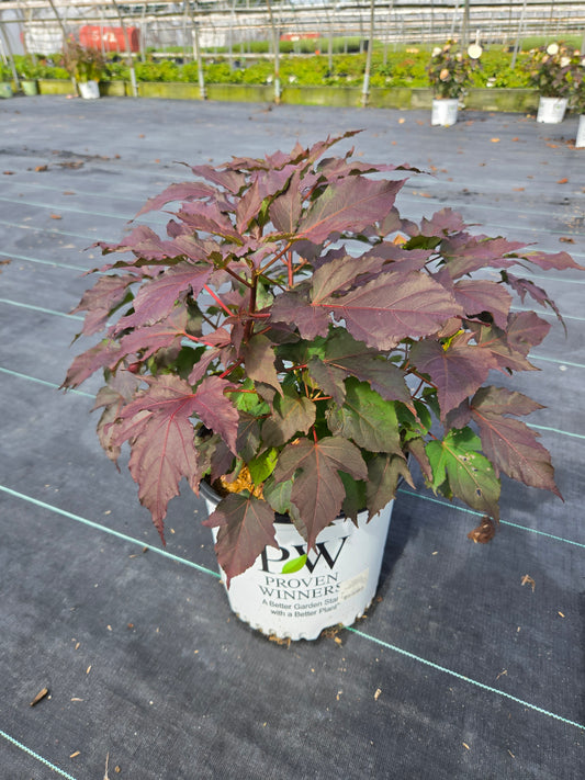 Summerific® Cookies & Cream Hardy Hibiscus - photo 2
