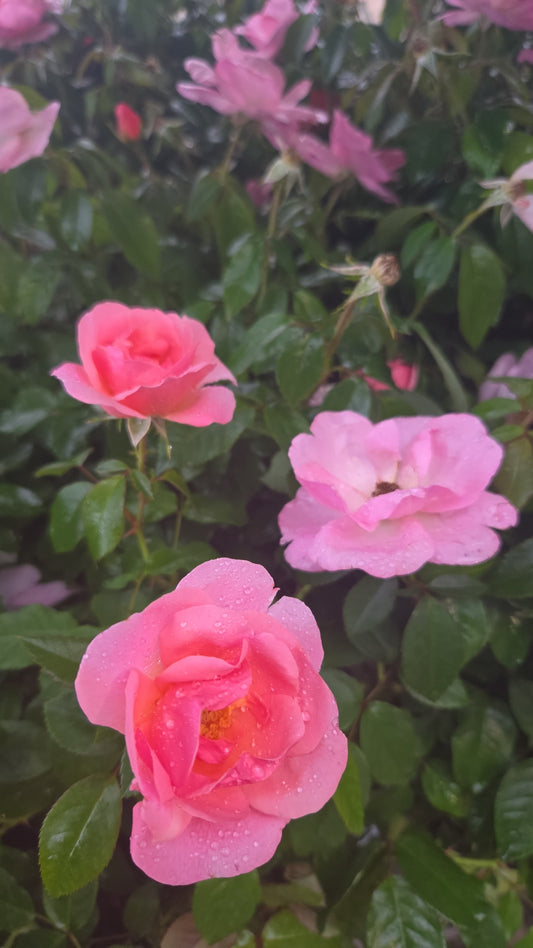 Knock Out® Peachy | Rose