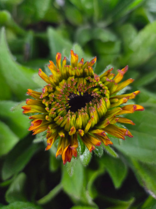 Solar Sisters™ Black-Eyed Susan - photo 2