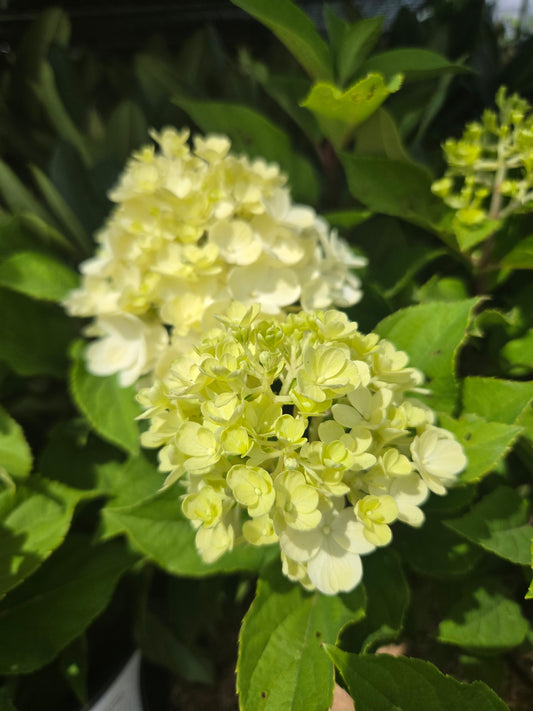 Fire Light Tidbit® Panicle Hydrangea - photo 2