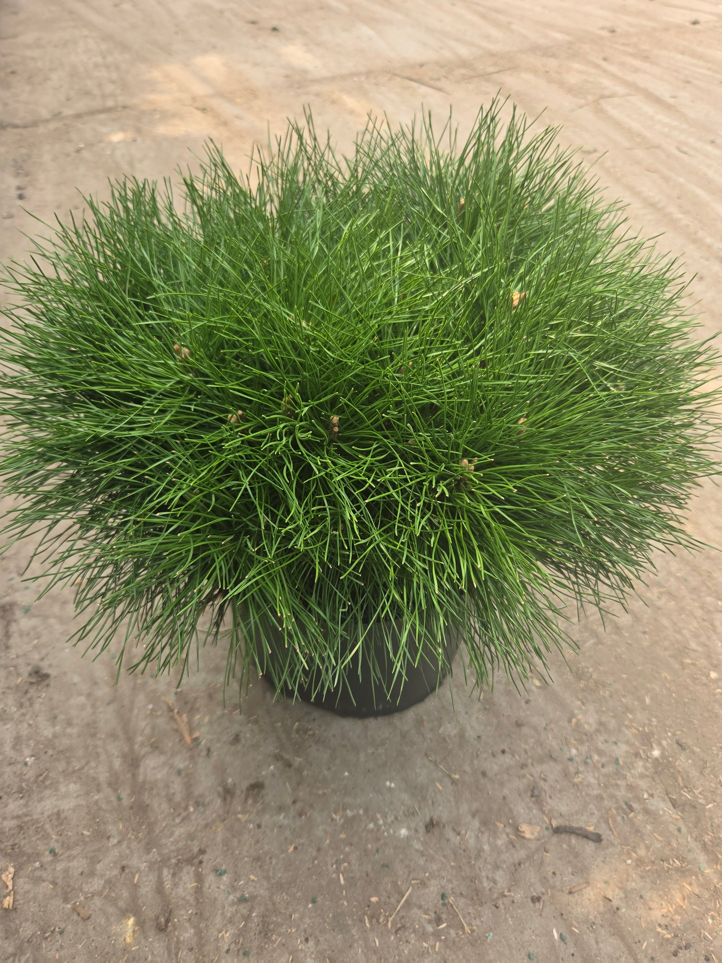 Enci | Pine