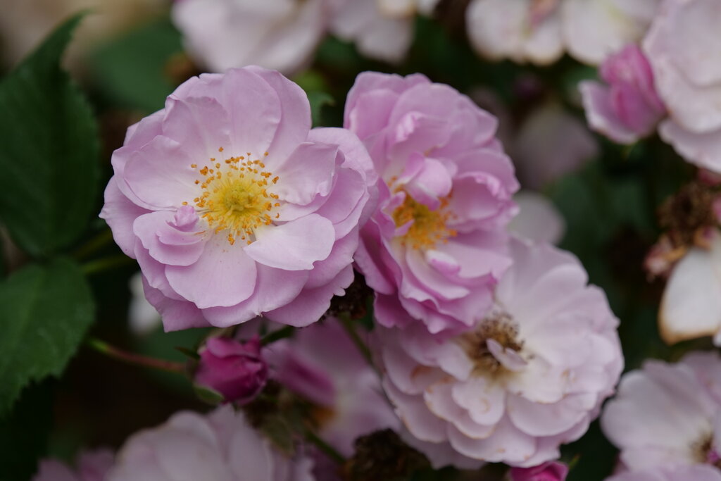 Rise Up™ Lilac Days Rose Shrub Rose (Rosa rise up lilac days)