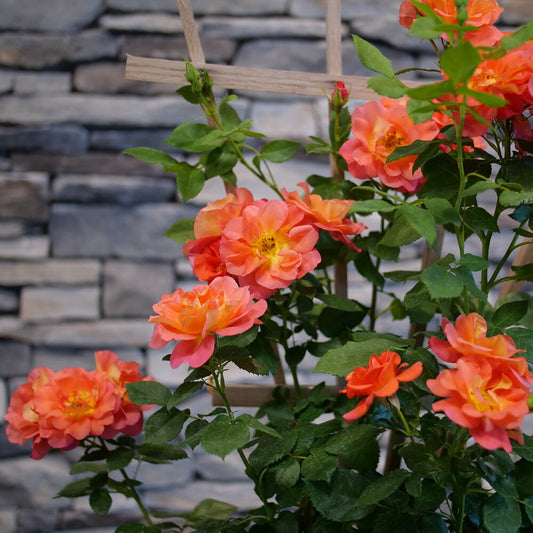 Rise Up™ Emberays Rose Shrub Rose - photo 2