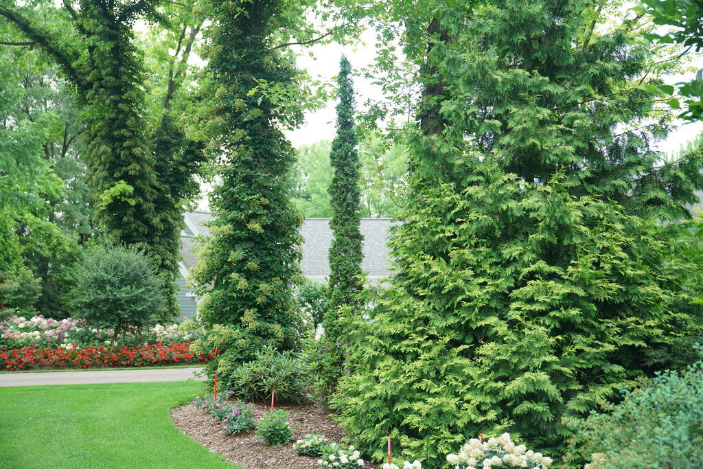 Sting® Arborvitae (Thuja occidentalis Sting®)