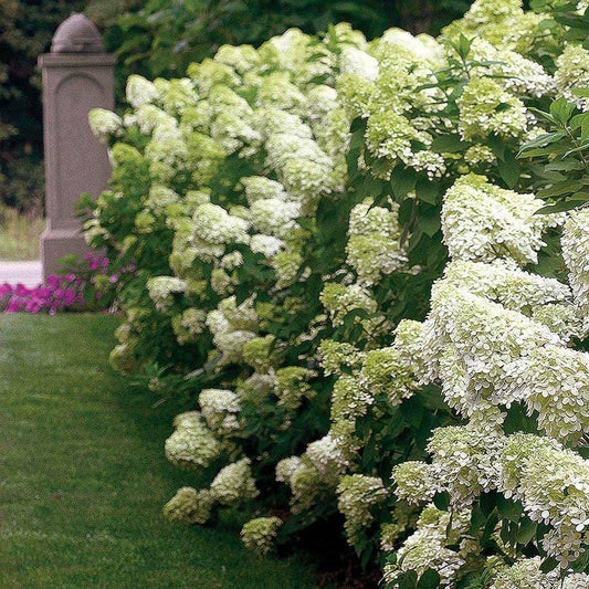 Creating a Modern Hydrangea Garden