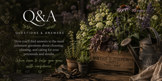 Q&A