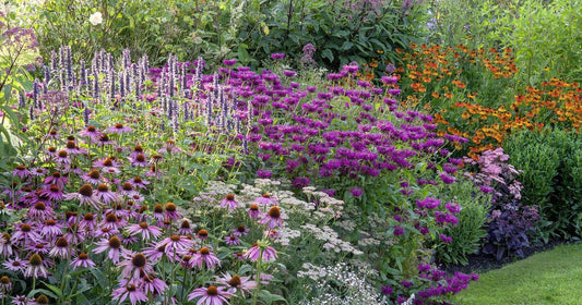 5 Perennials That Thrive in Full Sun