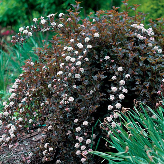 Best Low-Maintenance Plants for New England Gardens