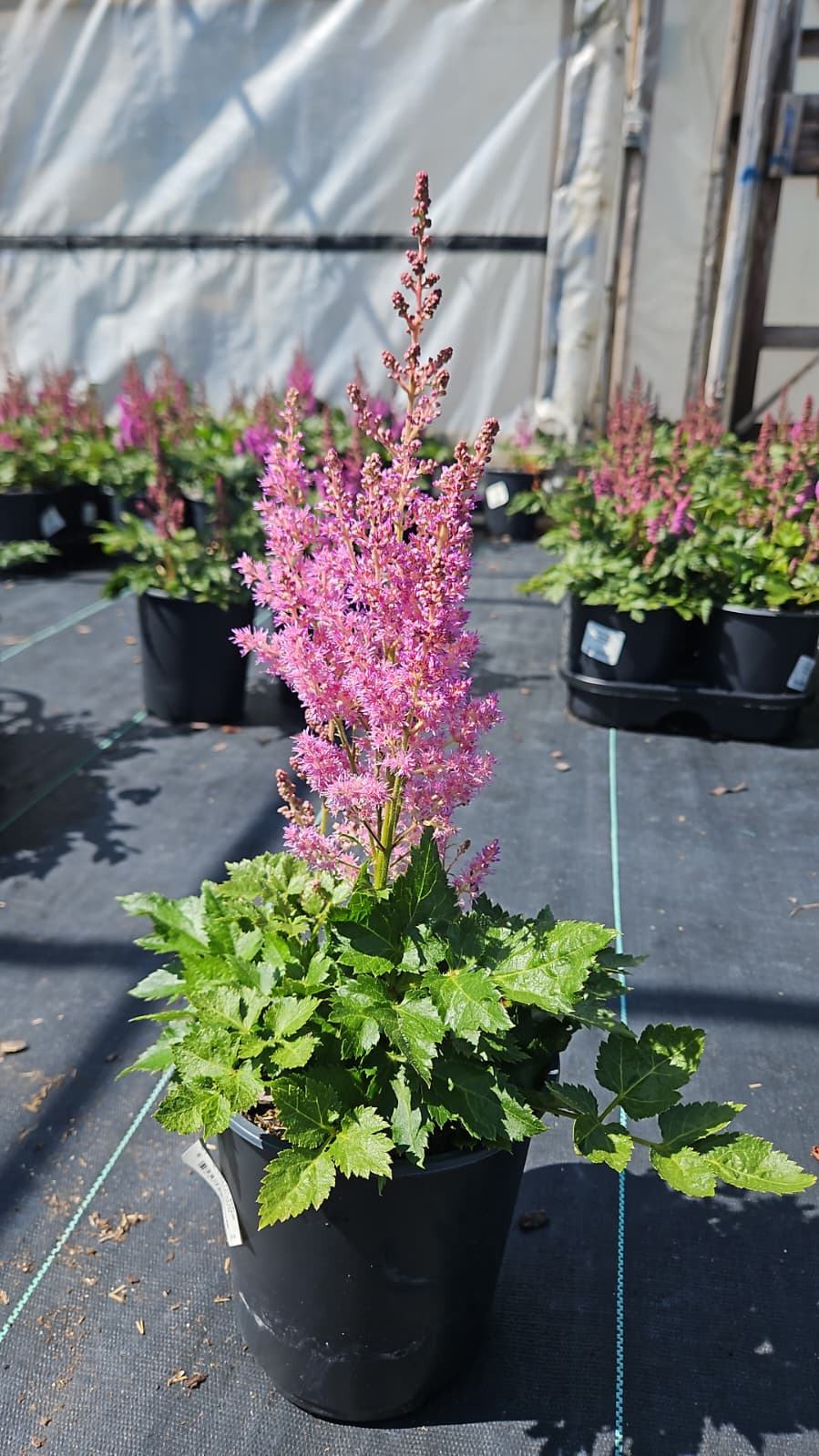 Visions | Astilbe