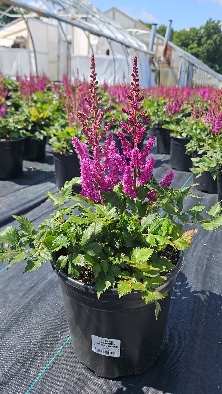 Visions in Red | Astilbe