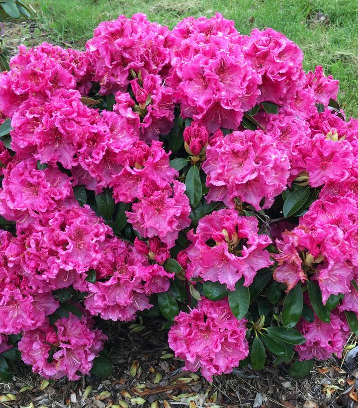 Holden's™ Raspberry Ruffles Rhododendron (Rhododendron 'Holden's Raspberry Ruffles')