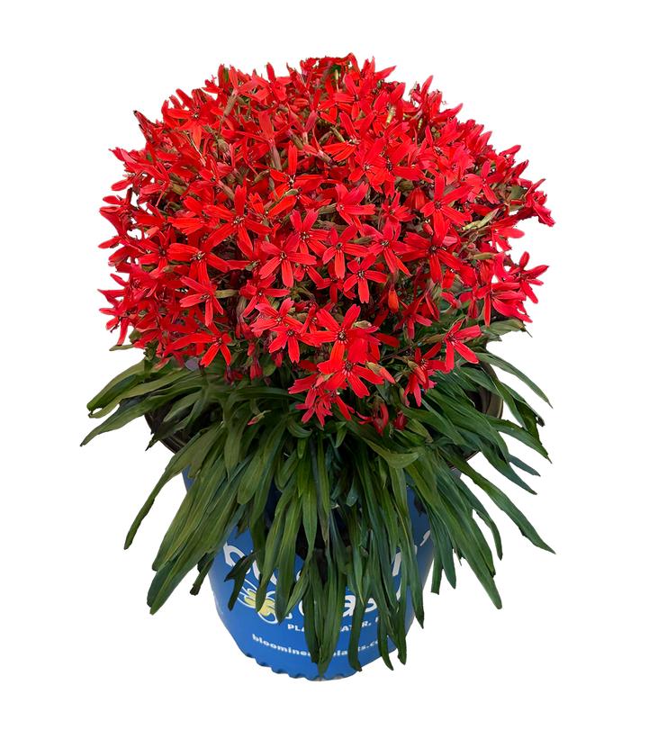 Forged by Fire™ Catchfly (Silene virginica Forged by Fire™)